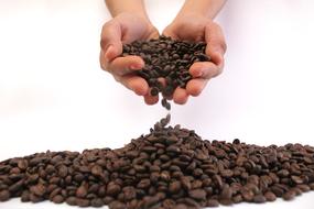Coffee beans in hands above pile