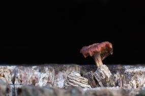 Mushroom Nature on black background