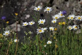 daisies and other Flowers on meadow