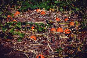 Pumpkin Box orange