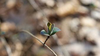 thin twig with Green New Leaves
