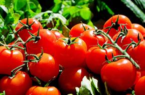 ripe tomatoes on the vine