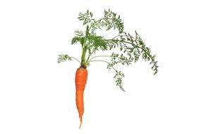 tasty Carrot Leaf