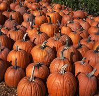 harvest pumpkin on the field close-up