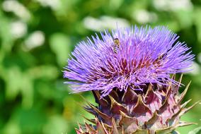 appetizing Artichoke Vegetables