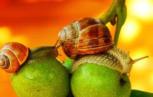 two snails on green walnuts close up