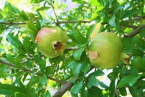 green pomegranate fruits