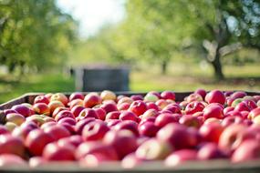 red Apples at Fall