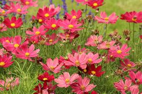 red Vegetation Cosmos