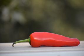 tasty Red Chili pepper