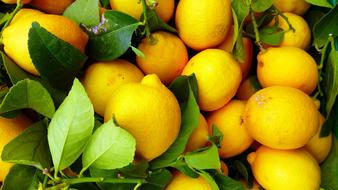 harvested juicy lemons