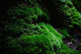 Moss Green Natural in the woods close-up