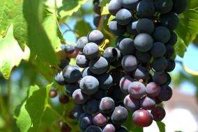 Purple wine grapes with the green leaves