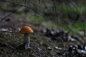 Mushroom at Forest Autumn