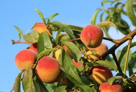 ripe peaches on a branch in the morning sun