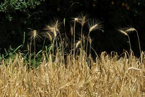 Cornfield Cereals