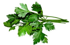 green Parsley Leaves