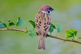 sparrow sitting on a green spring branch