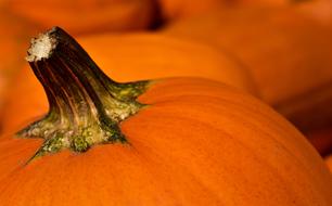 Pumpkin Halloween Gourd