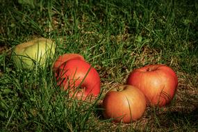 red and green Apples on grass