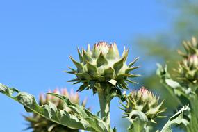 Close-up of the beautiful and colorful, blooming artichoke flowers, at blue sky on background