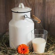 milk and gerbera on straw as still life