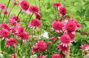 Flowers Plants Vegetation