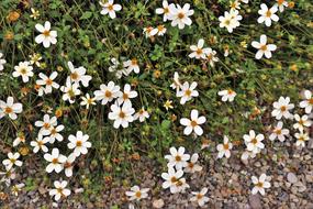 small white flowers in the garden