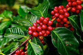Ripe red Coffee Beans on branch