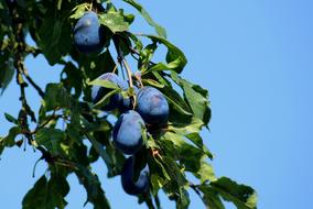 ripe plums on the branch