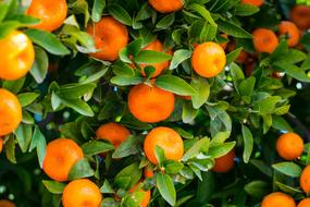 oranges on a tree with green leaves