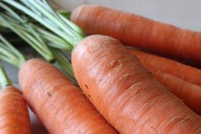 Close-up of the beautiful, ripe, orange carrots with green leaves