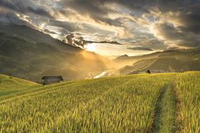 Vietnam Rice