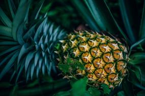 growing exotic pineapples