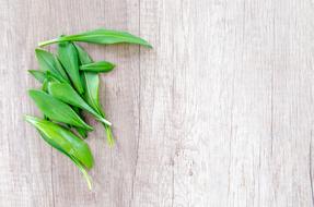kitchen Herb on Wooden Table