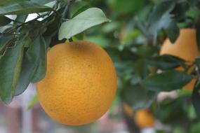 orange fruits on the tree on blurred background in summer