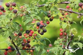 Raspberry Black
