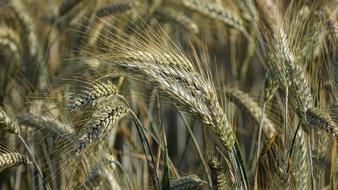 Rye ripening in field