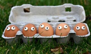 Egg Box Carton