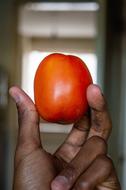 Tomatoes in hand