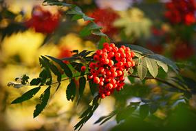 appetizing Rowan Berries