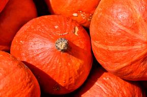 Orange Pumpkins Decoration harvest