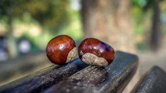 Chestnuts Fruits