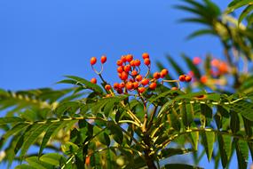 orange rowan berries on a background of blue sky