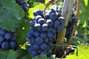 ripe dark blue grapes on a bush close-up