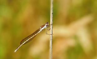 white dragonfly on a dry stem