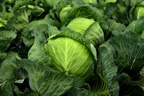 Kohl Herb Cabbage