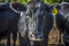 big Cattle Angus Black