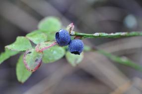 Blueberry Forest