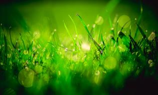 Herbs Green Rosa